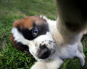 Image showing Closeup Perspective of a Saint Bernard Puppy Outdoors