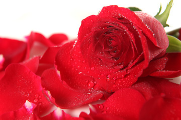 Image showing Red Rose Lying Among Petals With Dew Drops