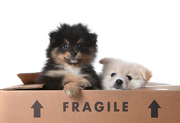 Image showing Cute Pomeranian Puppies Inside a Cardboard Box