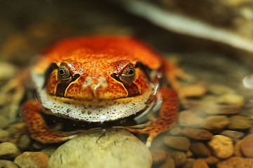 Image showing Tomato Frog Dyscophus Guineti Resting in Water