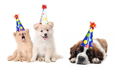 Image showing Silly Celebrating Birthday Puppies