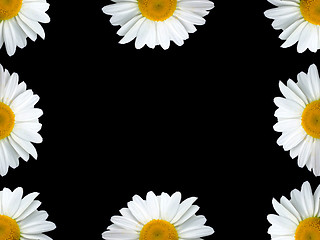 Image showing Chamomile frame black