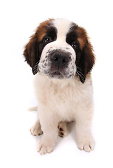 Image showing Cute Saint Bernard Puppy on White