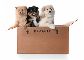 Image showing Image of 3 Pomeranian Puppies in a Cardboard Box