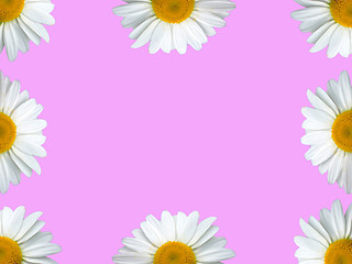 Image showing Chamomile frame pink