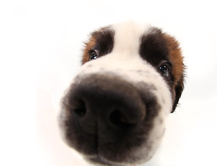 Image showing Curiosity of a Saint Bernard Puppy