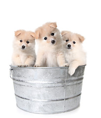 Image showing Three White Adorable Puppies in a Washtub