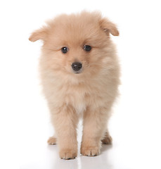 Image showing Sweet Tan Colored Pomeranian Puppy on White