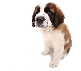 Image showing Puppy Looking Cute and Sad on White Background Sitting Sideways