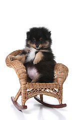 Image showing uppy Sitting in a Miniature Wicker Chair Posing