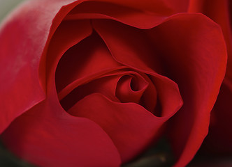 Image showing Sensuous Macro Closeup of a Red Rose