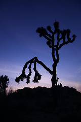 Image showing Silhouette of a Tree in Joshua National Park