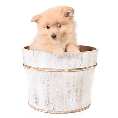 Image showing Timid Puppy in a Barrel Looking Curiously
