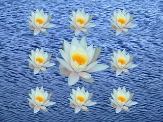 Image showing Group of water lily