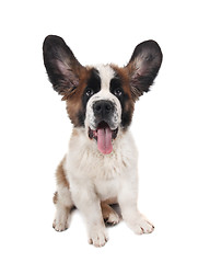 Image showing Happy Silly Saint Bernard Puppy