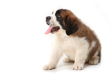 Image showing Obedient Saint Bernard Puppy on White