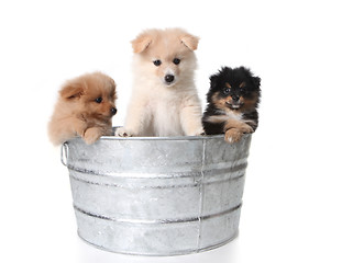 Image showing Cute Pomeranian Puppies in a Metal Washtub