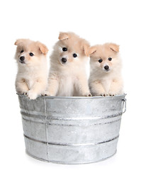 Image showing Puppies in an Old Silver Washtub