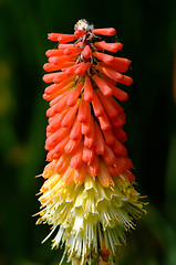 Image showing Long flower