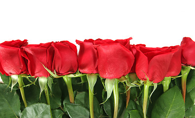 Image showing Roses Lined Up in a Row Isolated on White Background