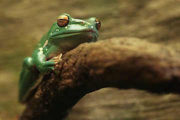 Image showing A Chinese Gliding Frog With Eyes Closed