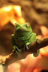 Image showing Exotic Waxy Monkey Frog Sitting on a Branch