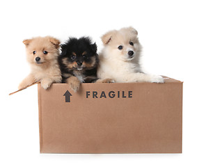 Image showing Adorable Pomeranian Puppies in a Cardboard Box