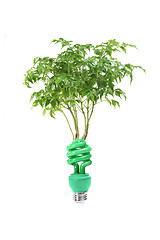 Image showing Clean Energy Concept With Lightbulb and Tree on White Easily Ext