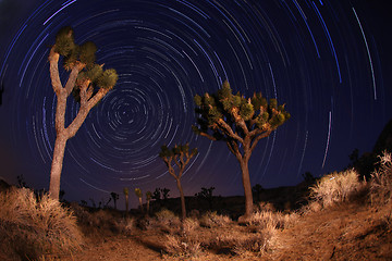 Image showing Night Shot of Star Trails in Joshua Tree National Park in Califo