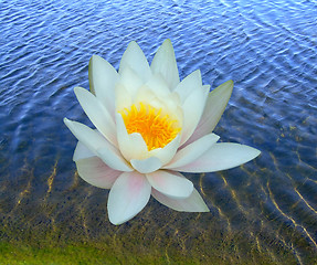 Image showing One water lily