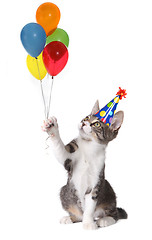 Image showing Cat Holding Birthday Balloons Wearing a Silly Hat