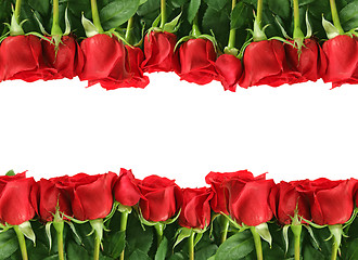 Image showing Rows of Red Roses on White