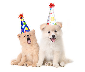 Image showing Puppies Celebrating a Birthday by Singing