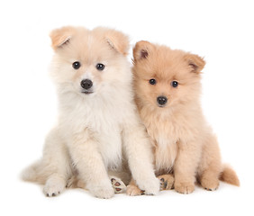 Image showing Cute Pomeranian Puppies Sitting Together on White Background