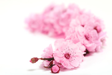 Image showing Cherry Tree Blossoms of Spring With Extreme Depth of Field