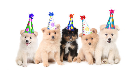 Image showing Five Pomeranian Puppies Celebrating a Birthday