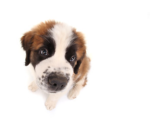 Image showing Saint Bernard Puppy Looking Sweet and Innocent