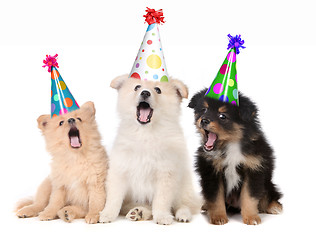 Image showing Puppies Singing Happy Birthday Song