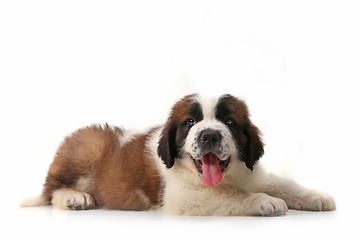 Image showing Panting Saint Bernard Puppy Lying on His Stomach