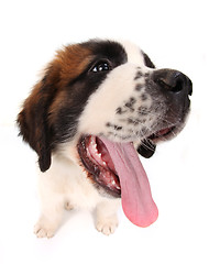 Image showing Saint Bernard Puppy Looking Sideways on White Background