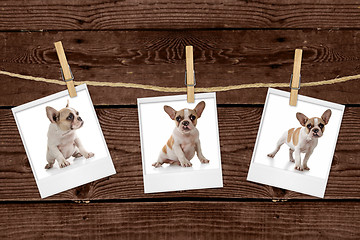 Image showing Pictures Hanging on a Rope of an Adorable Puppy