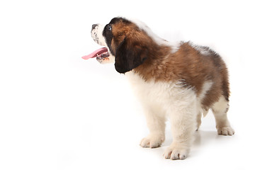 Image showing Happy Saint Bernard Looking up and Sideways on White Background