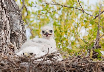 Image showing Ferruginous Hawk Nest