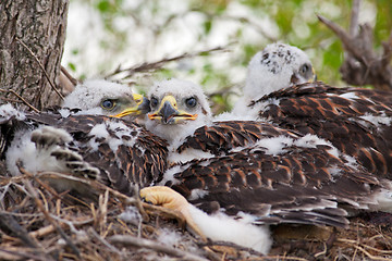 Image showing Three Little Hawks