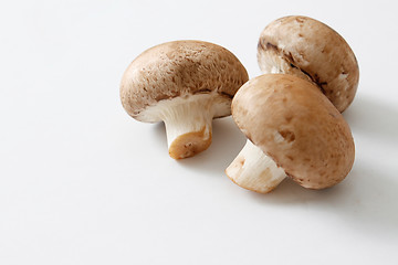 Image showing Brown mushrooms