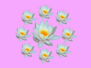 Image showing Water lily pink