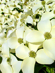 Image showing White petal