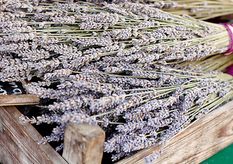 Image showing Lavender