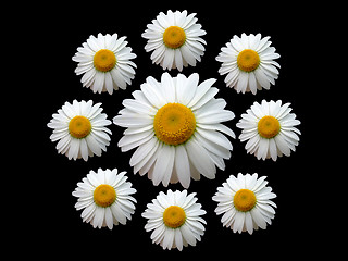 Image showing Wreath of chamomile black