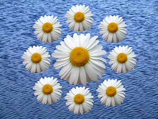 Image showing Wreath of chamomile blue